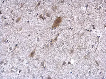 Anti-EEF1E1 antibody [N1C3] used in IHC (Paraffin sections) (IHC-P). GTX105658