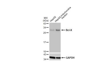 Anti-Bcl-X antibody used in Western Blot (WB). GTX105661
