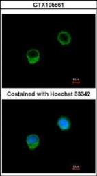 Anti-Bcl-X antibody used in Immunocytochemistry/ Immunofluorescence (ICC/IF). GTX105661