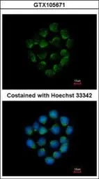 Anti-Cathepsin O antibody [N1C3] used in Immunocytochemistry/ Immunofluorescence (ICC/IF). GTX105671