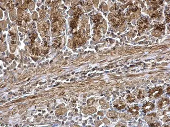 Anti-Wnt7a antibody used in IHC (Paraffin sections) (IHC-P). GTX105680