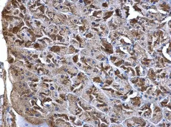 Anti-Wnt7a antibody used in IHC (Paraffin sections) (IHC-P). GTX105680