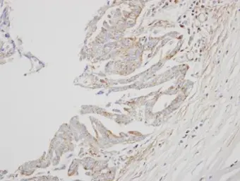 Anti-Interferon alpha 8 antibody [N1C3] used in IHC (Paraffin sections) (IHC-P). GTX105681