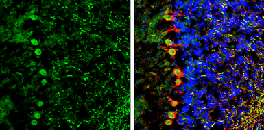 Anti-NCKAP1 antibody [C1C2], Internal used in IHC (Frozen sections) (IHC-Fr). GTX105682