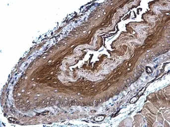 Anti-GPX7 antibody [N1C3] used in IHC (Paraffin sections) (IHC-P). GTX105683