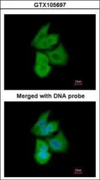 Anti-PFKL antibody [C1C3] used in Immunocytochemistry/ Immunofluorescence (ICC/IF). GTX105697