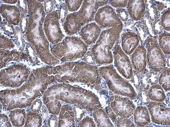 Anti-HAGH antibody [N2C3] used in IHC (Paraffin sections) (IHC-P). GTX105708