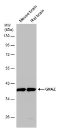 Anti-GNAZ antibody [N2C3] used in Western Blot (WB). GTX105832