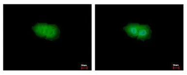 Anti-p90 RSK1 antibody used in Immunocytochemistry/ Immunofluorescence (ICC/IF). GTX105842