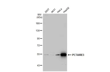 Anti-PCTAIRE3 antibody [N3C3] used in Western Blot (WB). GTX105892