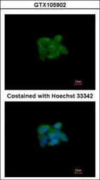 Anti-SUOX antibody [N1C1] used in Immunocytochemistry/ Immunofluorescence (ICC/IF). GTX105902