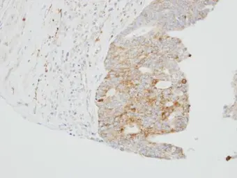 Anti-SUOX antibody [N1C1] used in IHC (Paraffin sections) (IHC-P). GTX105902