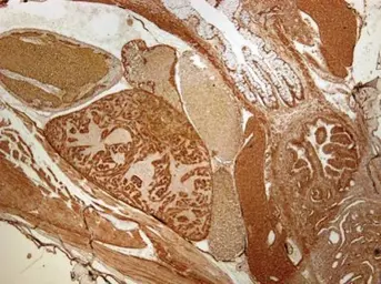 Anti-STAM antibody used in IHC (Paraffin sections) (IHC-P). GTX105927