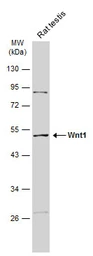 Anti-Wnt1 antibody used in Western Blot (WB). GTX105955