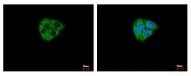 Anti-DCAMKL2 antibody [N2C2], Internal used in Immunocytochemistry/ Immunofluorescence (ICC/IF). GTX105963