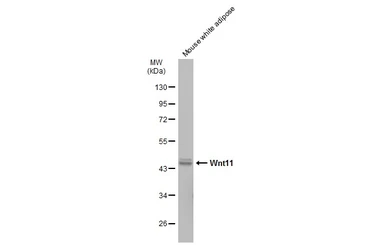 Anti-Wnt11 antibody used in Western Blot (WB). GTX105971