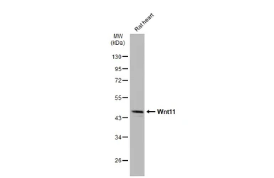Anti-Wnt11 antibody used in Western Blot (WB). GTX105971