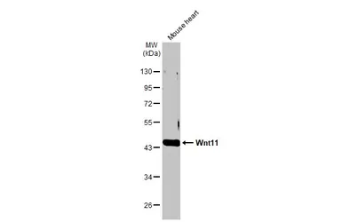Anti-Wnt11 antibody used in Western Blot (WB). GTX105971