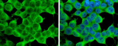 Anti-ATG4D antibody [N3C3] used in Immunocytochemistry/ Immunofluorescence (ICC/IF). GTX106114