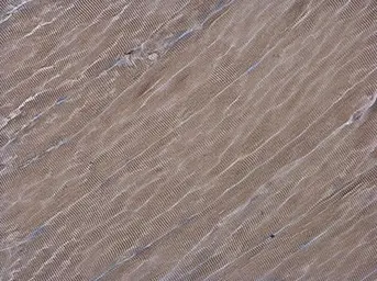 Anti-ATG4D antibody [N3C3] used in IHC (Paraffin sections) (IHC-P). GTX106114