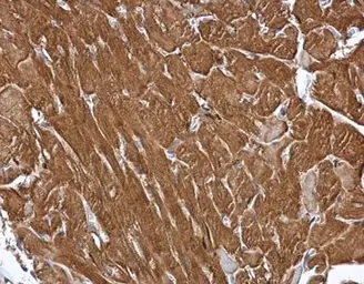 Anti-MIPP antibody [C1C3] used in IHC (Paraffin sections) (IHC-P). GTX106186