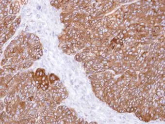 Anti-MIPP antibody [C1C3] used in IHC (Paraffin sections) (IHC-P). GTX106186