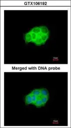 Anti-HSPA6 antibody [C1C3] used in Immunocytochemistry/ Immunofluorescence (ICC/IF). GTX106192