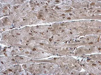 Anti-hnRNP A1 antibody used in IHC (Paraffin sections) (IHC-P). GTX106208