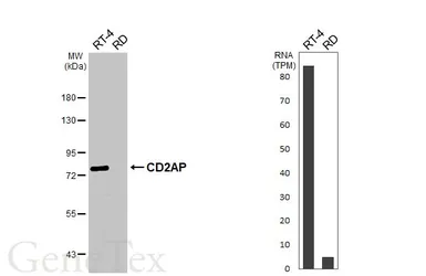 Anti-CD2AP antibody used in Western Blot (WB). GTX106235