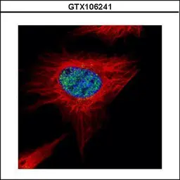 Anti-POLR3A antibody used in Immunocytochemistry/ Immunofluorescence (ICC/IF). GTX106241