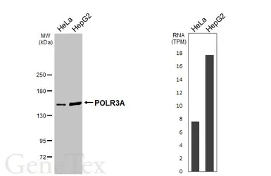 Anti-POLR3A antibody used in Western Blot (WB). GTX106241