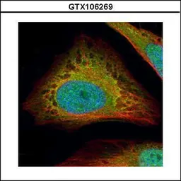 Anti-Flightless I antibody [N3C1], Internal used in Immunocytochemistry/ Immunofluorescence (ICC/IF). GTX106269