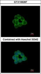 Anti-STAP2 antibody [C3], C-term used in Immunocytochemistry/ Immunofluorescence (ICC/IF). GTX106287