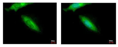 Anti-HIP55 antibody [N1], N-term used in Immunocytochemistry/ Immunofluorescence (ICC/IF). GTX106288