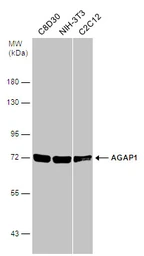 Anti-AGAP1 antibody [C3], C-term used in Western Blot (WB). GTX106298