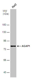 Anti-AGAP1 antibody [C3], C-term used in Western Blot (WB). GTX106298