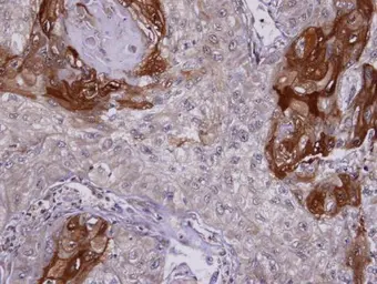 Anti-SIL1 antibody [C3], C-term used in IHC (Paraffin sections) (IHC-P). GTX106300