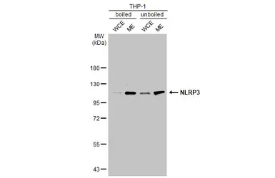 Anti-NLRP3 antibody [C3], C-term used in Western Blot (WB). GTX106313