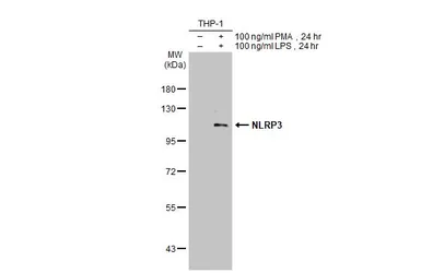 Anti-NLRP3 antibody [C3], C-term used in Western Blot (WB). GTX106313