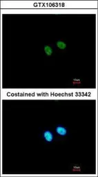 Anti-PRDM8 antibody [N1], N-term used in Immunocytochemistry/ Immunofluorescence (ICC/IF). GTX106318