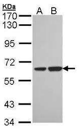 Anti-SNX18 antibody [C3], C-term used in Western Blot (WB). GTX106319