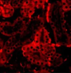 Anti-IRF3 antibody used in IHC (Paraffin sections) (IHC-P). GTX10632