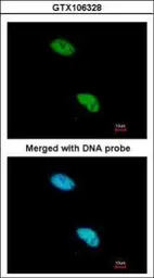 Anti-CBP80 antibody [N2], N-term used in Immunocytochemistry/ Immunofluorescence (ICC/IF). GTX106328