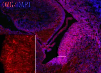 Anti-OMG antibody [C1C2], Internal used in IHC (Frozen sections) (IHC-Fr). GTX106329