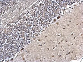 Anti-PLRG1 antibody [C3], C-term used in IHC (Paraffin sections) (IHC-P). GTX106333