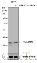 Anti-PP2A alpha antibody used in Western Blot (WB). GTX106334
