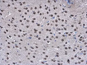 Anti-TRIP15 antibody used in IHC (Paraffin sections) (IHC-P). GTX106361
