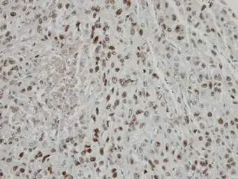 Anti-TRIP15 antibody used in IHC (Paraffin sections) (IHC-P). GTX106361