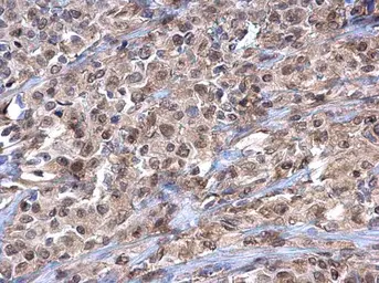 Anti-Importin 7 antibody [C3], C-term used in IHC (Paraffin sections) (IHC-P). GTX106408