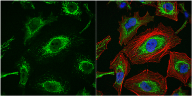 Anti-Importin 7 antibody [C3], C-term used in Immunocytochemistry/ Immunofluorescence (ICC/IF). GTX106408